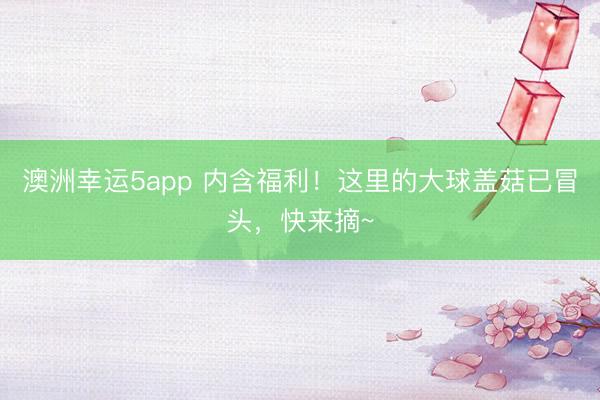 澳洲幸运5app 内含福利！这里的大球盖菇已冒头，快来摘~